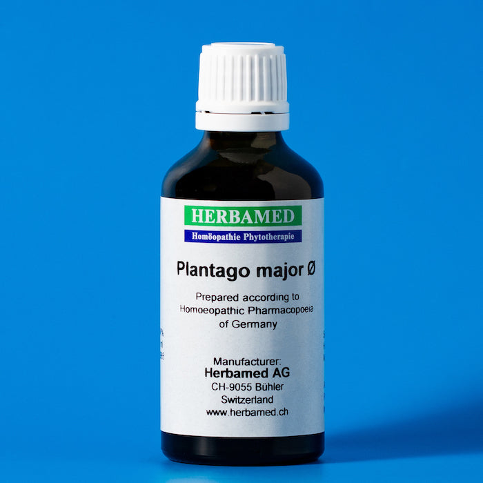 Plantago major Tentürü OTA FARMA